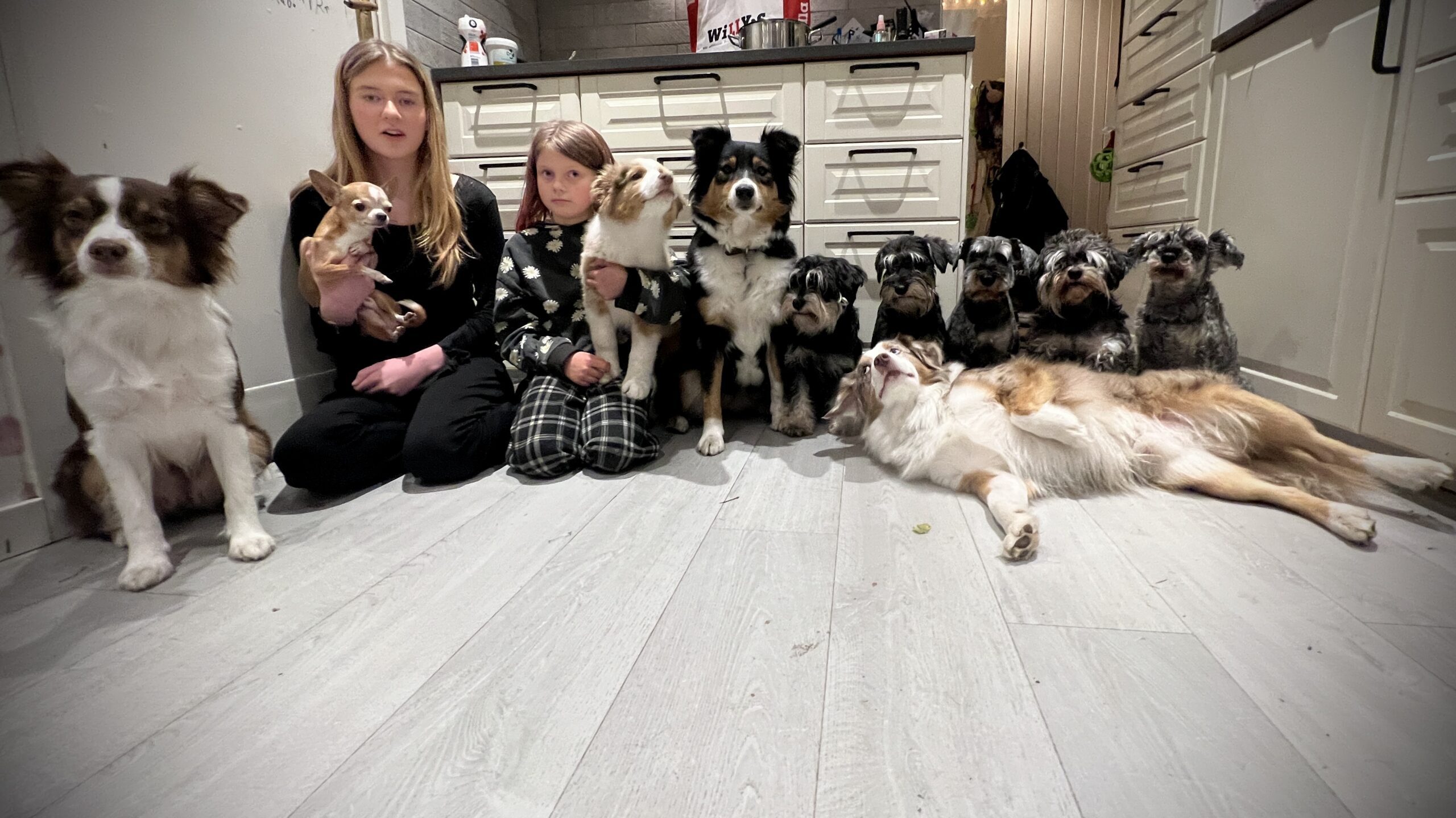 Hundflocken hos Wie Humelies